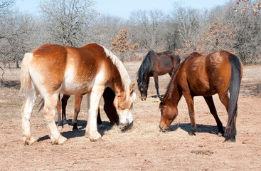 Naklejka na ściany i meble Group of horses sahring their hay in a bare winter pasture