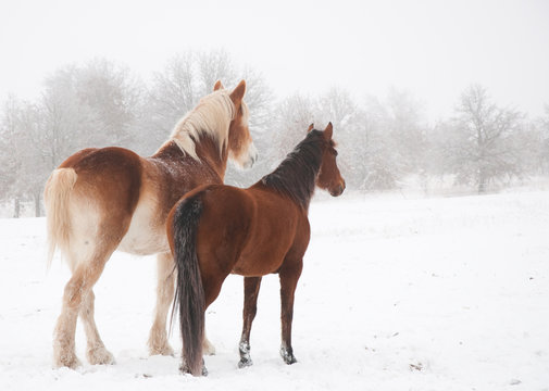 Two frosty horses, a big and a small one, looking into distance on a cold foggy winter day