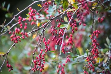 Dogwood bush. Dogwood berries on a bush branch close and in focus