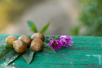 Hazel on green wooden board