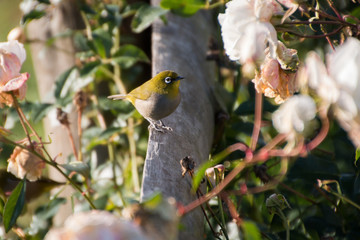 Little White-eye bird sitting between the roses