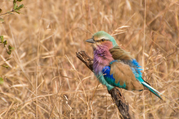 Lilac Breasted Roller on branch with dry field of grass background