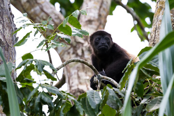 mantled howler monkey - Alouatta palliata