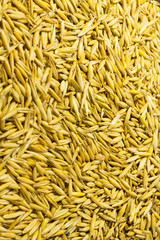 Ripe grains of  oats close-up