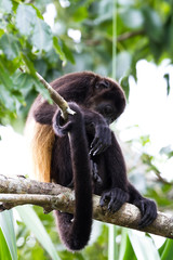mantled howler monkey - Alouatta palliata