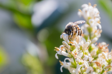 Honey bee in bright sunlight on white flowers