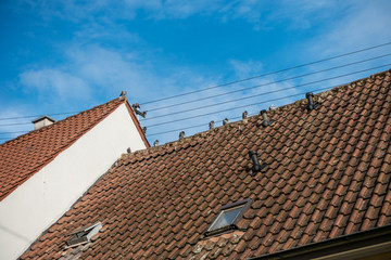 Tauben auf Dach