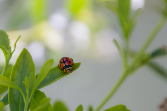 Ladybug on leaf with bokeh background