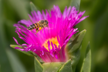 Bee in flight with pink flower