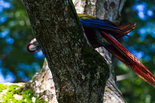 Scarlet macaw - ara macao