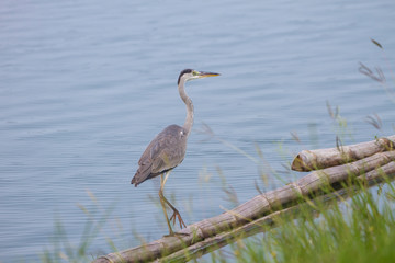 Grey Hero standing on the riverside