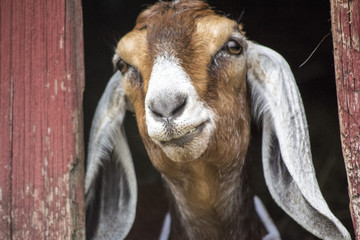 The Grinning Goat