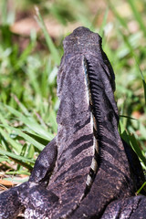 spiny tail iguana - ctenosaur