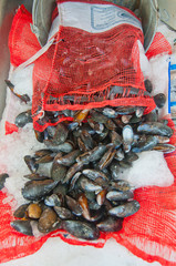 Display of fresh mussels.