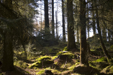 Peaceful Forest Scenic in Warm Sunlight