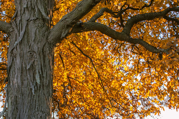 Fototapeta premium Trunk of a shagbark hickory tree with yellow leaves in the background