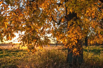 Fall colors of a hickory tree at sunset.