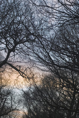 Sunset Behind Winter Trees