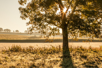 Fall morning starburst through a hickory tree on a farm.