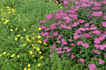 Pflanze / schöne farbenfrohe Pflanzen in einem Garten