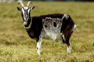 Чёрная коза крупным планом