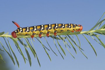 Spurge Hawk moth caterpillar, Hyles euphorbiae on the host plant