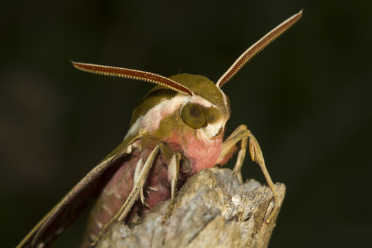 Portrait Of Spurge Hawk  Moth Hyles Euphorbiae