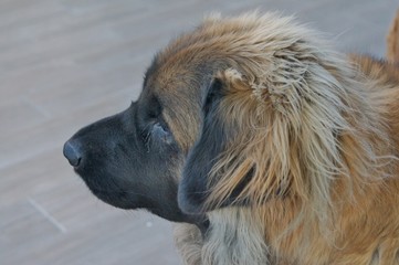 Leonberg