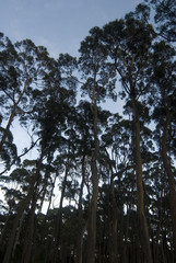 Fototapeta premium a grove on tall gum trees against a twilight sky