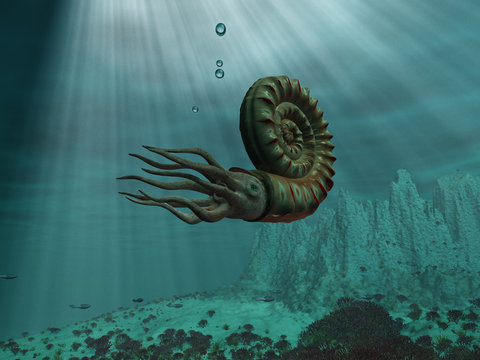 Amonites en el mar