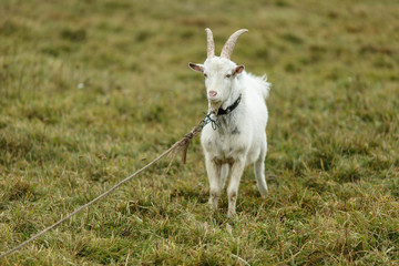 Белый козёл  на лугу