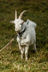 Белый козёл  на лугу