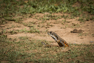 Butterfly Lizard.