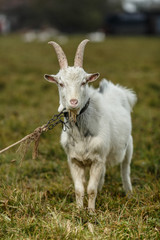 Obraz premium Белый козёл на лугу