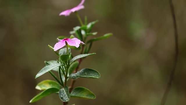 flower in the rain 