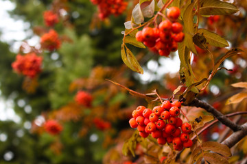 Осенняя рябина