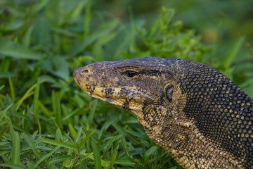 close up Water monitor lizard