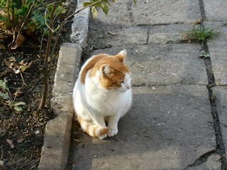 White yard ginger cat sitting on the pavement