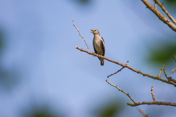 Purple-backed Starling in forest