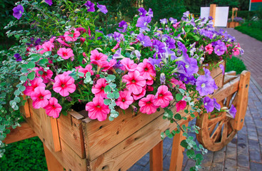 Fototapeta na wymiar Flowerbed with purple petunias
