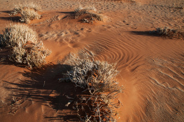  namibian desert