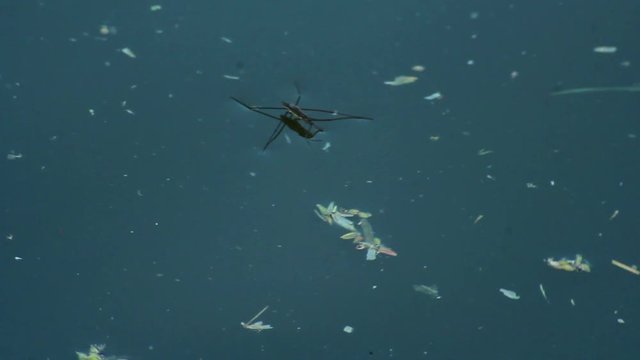 Water Strider Laying On The Water