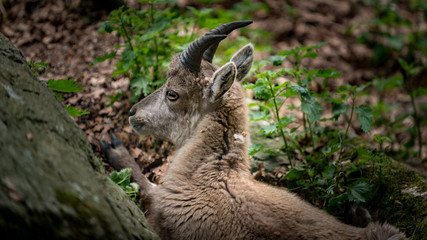 liegender Steinbock