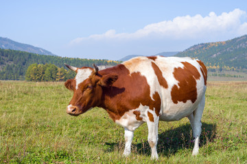 Fototapeta na wymiar Cow on a pasture 