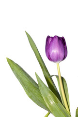 Purple Spring Tulips 