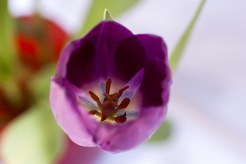 Purple Spring Tulips 