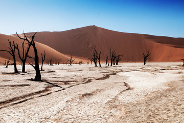 namibian desert