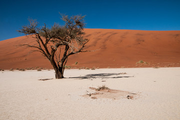 namibian desert