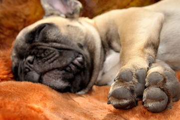 Sleeping hapiness/Puppy of pale yellow French bulldog_50