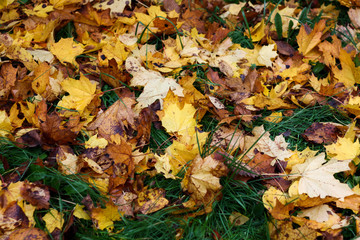 leaves in autumn Park